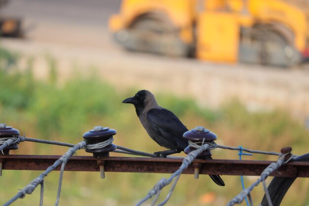 Foto um pássaro de corvo preto comum empoleirado em uma grade de metal