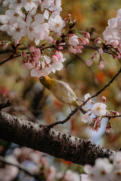 Um pássaro em um galho de uma árvore com flores cor de rosa