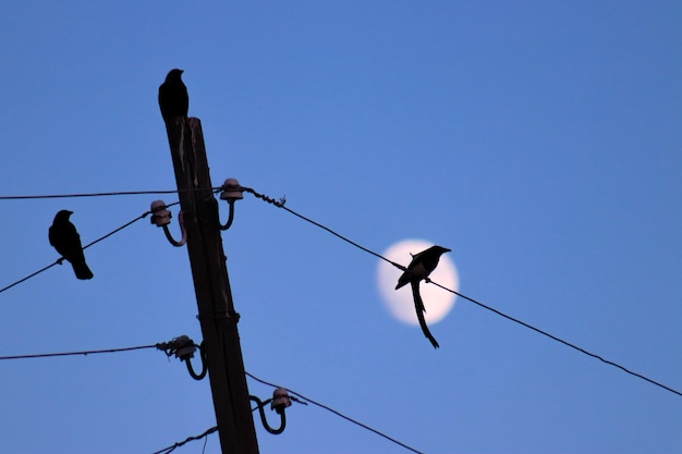 Um pássaro empoleirado em um fio com uma lua ao fundo criando uma cena tranquila