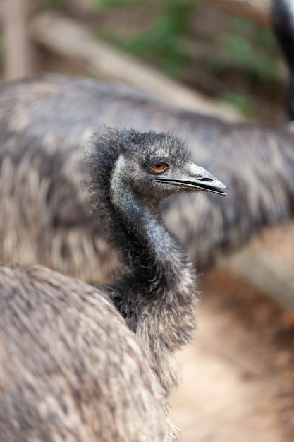 Um pássaro emu, Dromaius novaehollandiae.