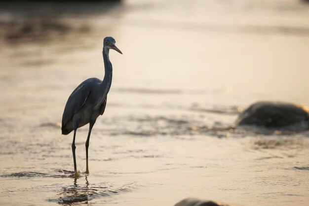 Um pássaro está caminhando na praia