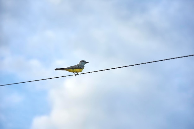 Foto um pássaro está empoleirado em um fio com um céu azul ao fundo.