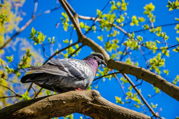 Um pássaro está sentado em um galho de árvore com o céu ao fundo.