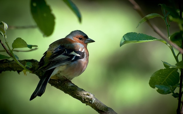 um pássaro está sentado em um galho de árvore com um fundo verde