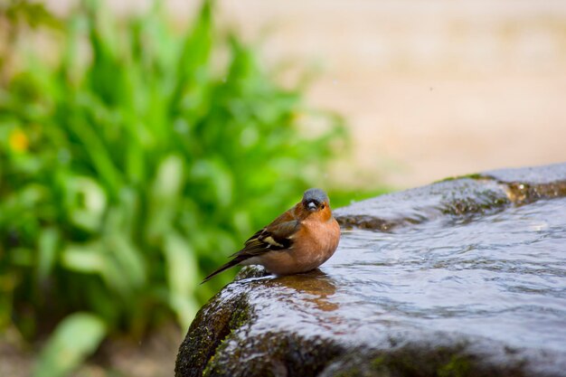 Um pássaro está sentado em uma fonte de água
