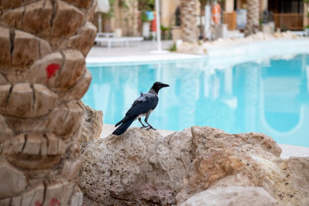 Um pássaro está sentado em uma pedra à beira da piscina.