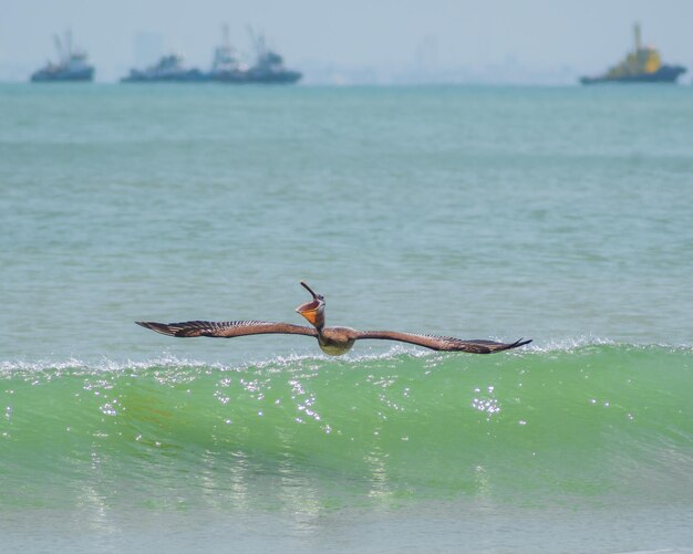 Foto um pássaro está voando sobre uma onda com um navio ao fundo.