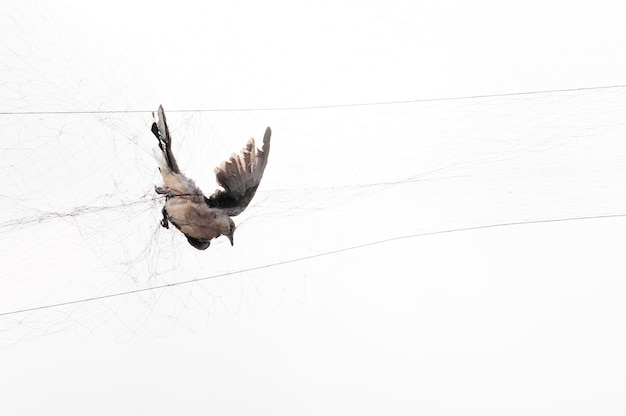 Um pássaro foi pego por um jardineiro em uma rede em branco, Illegal Bird Trap
