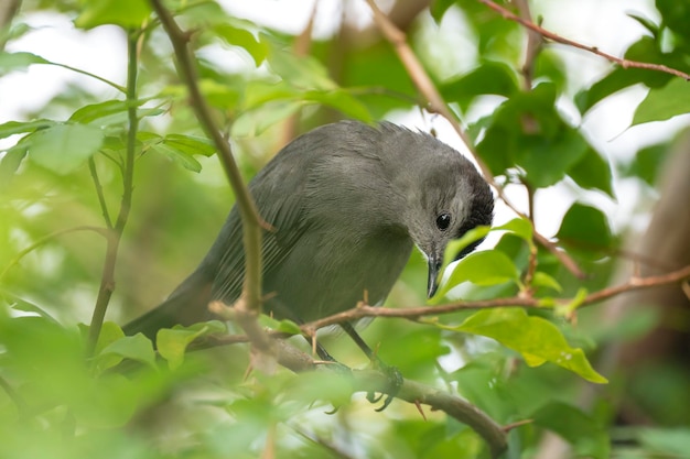 Um pássaro Gray Catbird empoleirado em um galho de árvore em arbustos de verão na Flórida