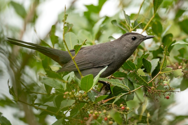 Um pássaro Gray Catbird empoleirado em um galho de árvore em arbustos de verão na Flórida