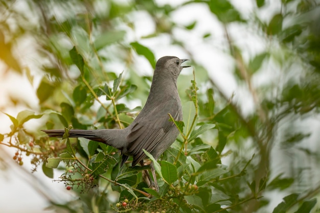 Um pássaro Gray Catbird empoleirado em um ramo de árvore em arbustos da Flórida de verão