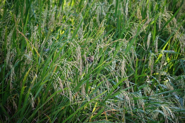 Um pássaro na grama está escondido na grama.