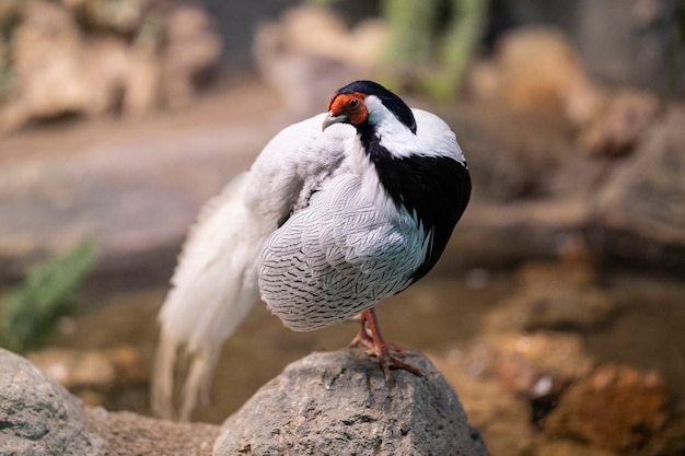 Um pássaro no zoológico