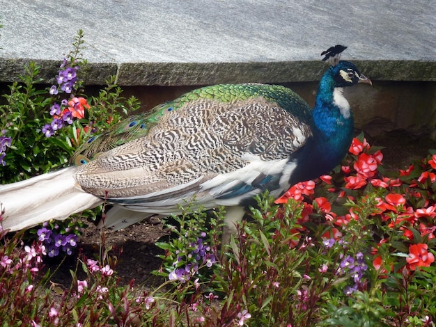 Um pássaro pavão brilhante caminha entre flores coloridas de diferentes variedades