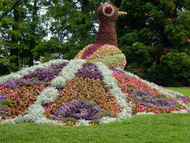 Um pássaro pavão brilhante caminha entre flores coloridas de diferentes variedades