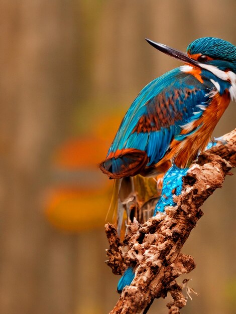 Um pássaro peixe-rei colorido senta-se em um galho na floresta com fundo bur