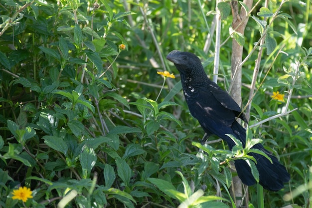 Foto um pássaro preto com um bico amarelo está na grama alta.