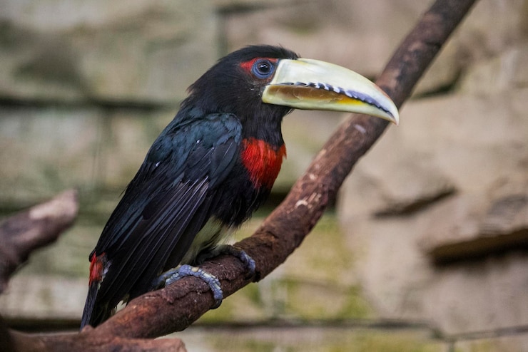 Foto um pássaro preto e vermelho com uma conta branca