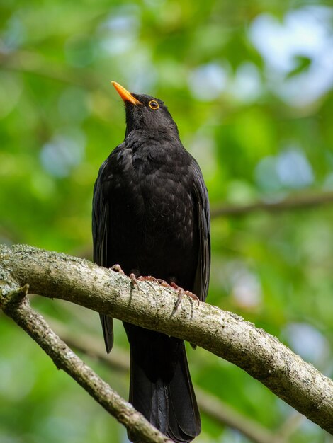 Foto um pássaro preto está sentado em um galho com um bico vermelho