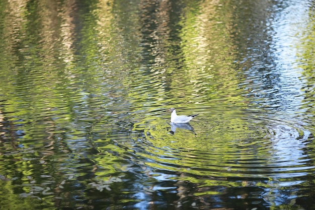 Um pássaro relaxa em um lago em um dia ensolarado. nenúfares estão balançando ao fundo.