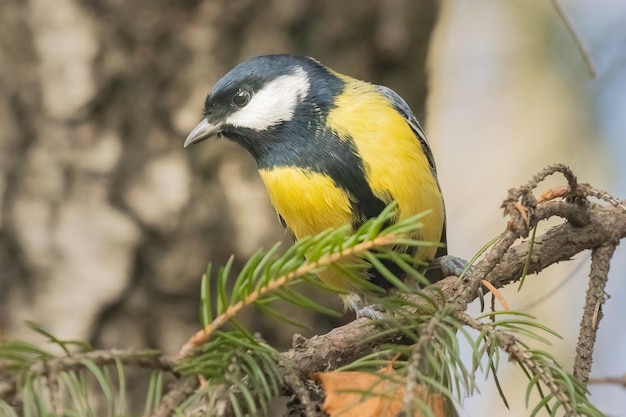 Foto um pássaro senta-se em um galho de uma árvore