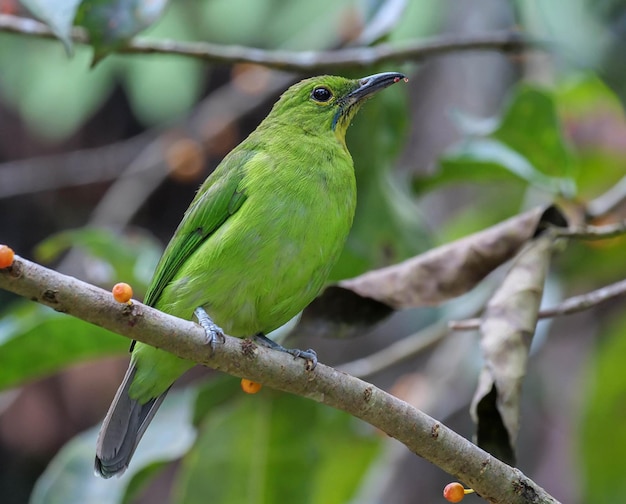 um pássaro verde senta-se em um ramo com bagas laranjas