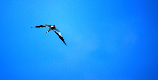 Um pássaro voando no ar e isolado no céu azul