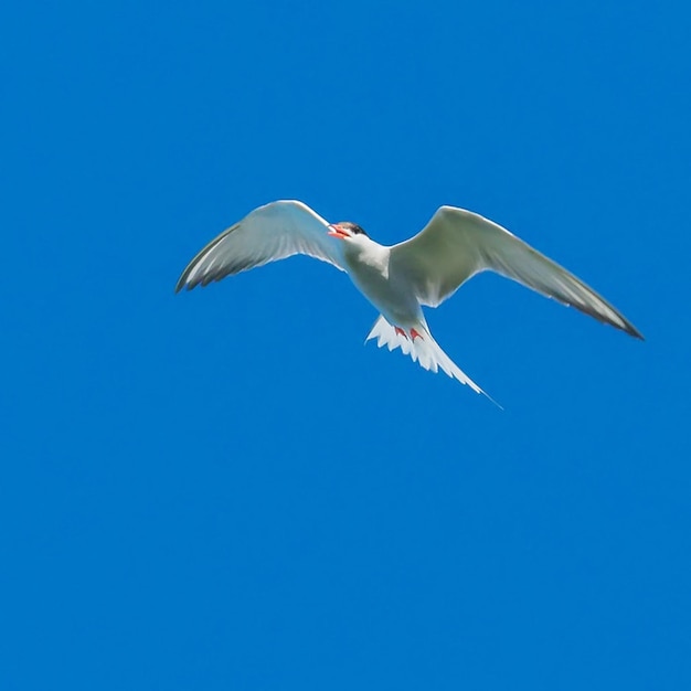 Um pássaro voando no céu com um pássaro Voando no ar