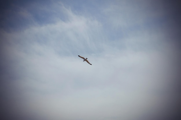 Um pássaro voando no céu subindo nas nuvens