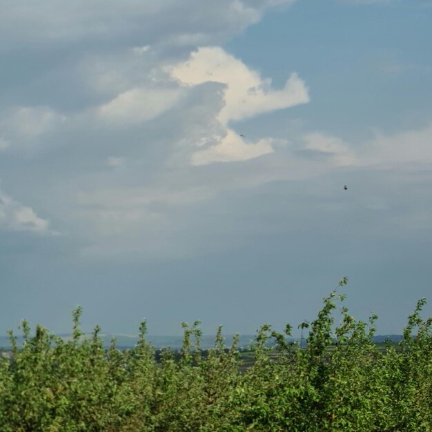 Um pássaro voando sobre um campo com árvores e nuvens ao fundo.