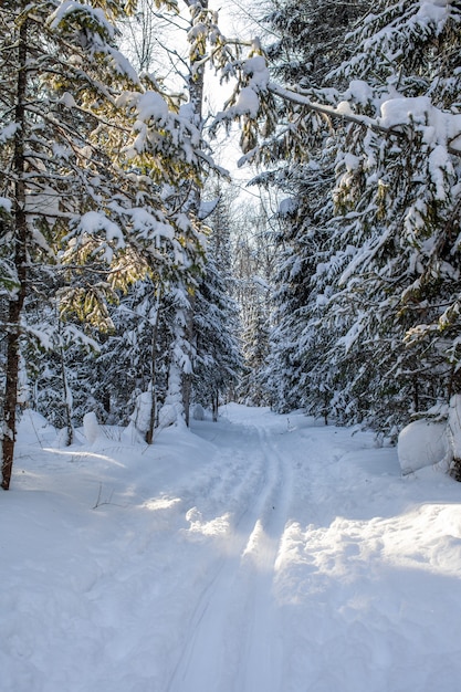 Um passeio pela floresta de inverno. Árvores com neve e uma trilha de esqui cross-country. Estradas bonitas e incomuns e trilhas na floresta. Bela paisagem de inverno.