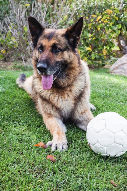 Cão Pastor Inglês Velho Que Encontra-se Na Grama Com Uma Bola De Futebol  Velha Imagem de Stock - Imagem de esfera, fonte: 46568291