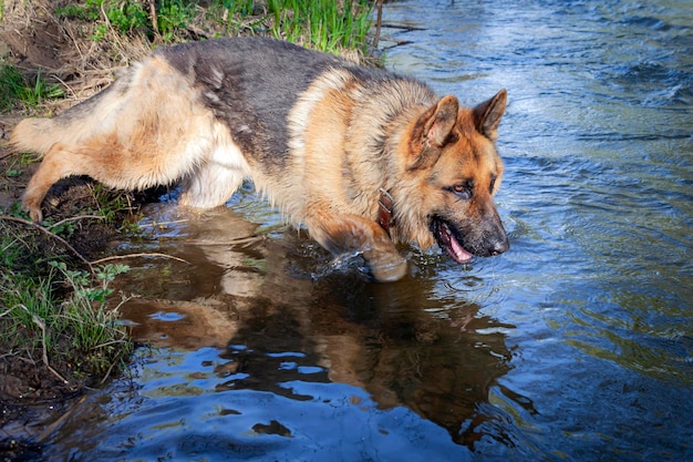 Um pastor alemão está no rio e bebe água