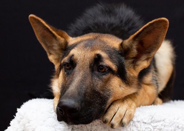 Um pastor alemão solitário descansando. cachorro doente e triste