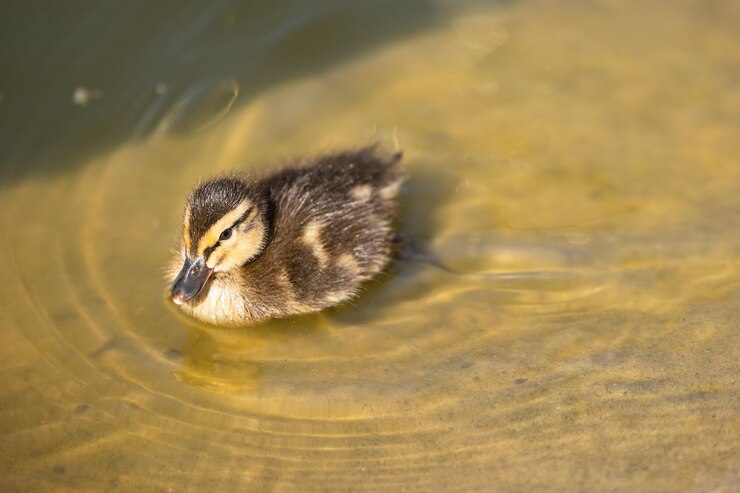 Foto um patinho está nadando na água.