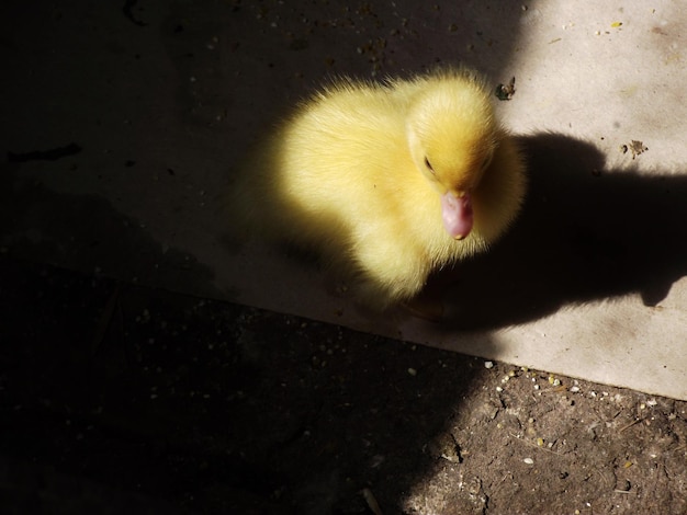 Foto um patinho