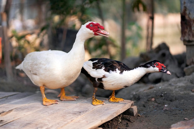 Um pato branco e preto com bico vermelho está sobre uma superfície de madeira.