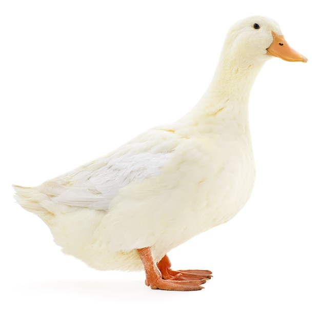 Um pato branco isolado no branco