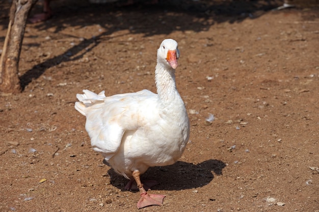 Um pato branco solitário com um fundo marrom borrado em um dia ensolarado.