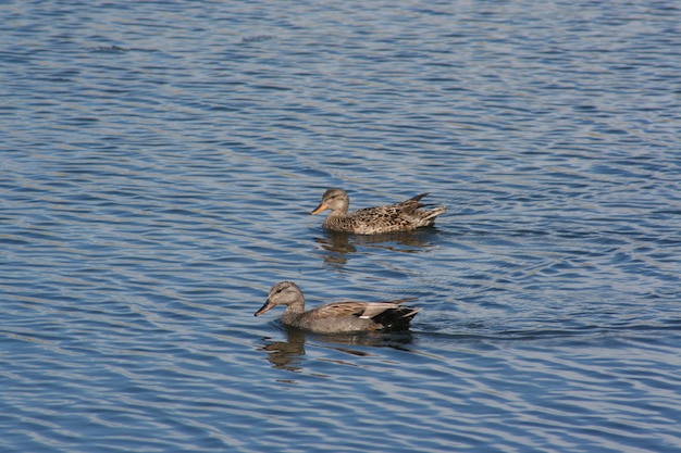 Um pato cinzento nada em um lago azul em um dia ensolarado no verão.