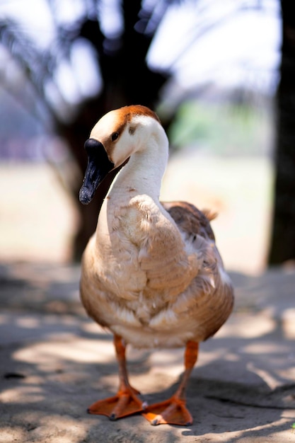 Um pato com bico preto e cabeça branca