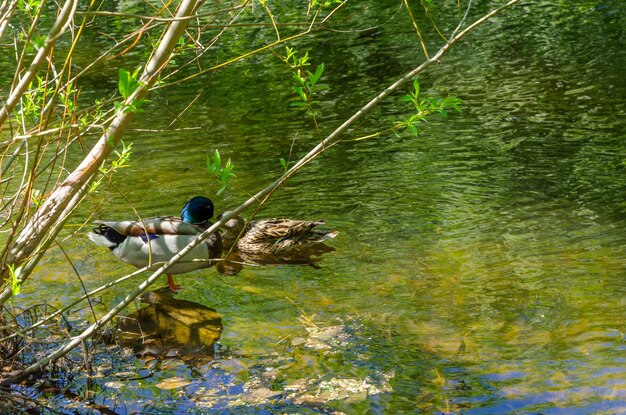 Um pato com cabeça azul e cabeça verde está nadando em um lago.