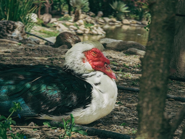 Um pato com o rosto vermelho senta-se à sombra de uma árvore.