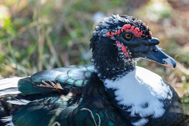 Um pato com olhos vermelhos e bico preto