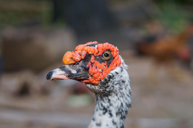 Um pato com olhos vermelhos e bico vermelho