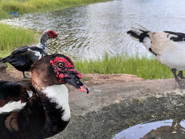 Foto um pato com olhos vermelhos e cabeça preta e branca