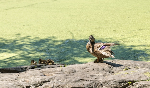 Um pato com patinhos andando