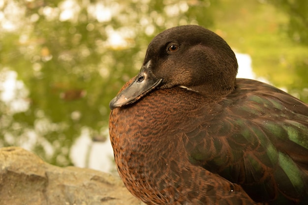 Foto um pato com um bico preto