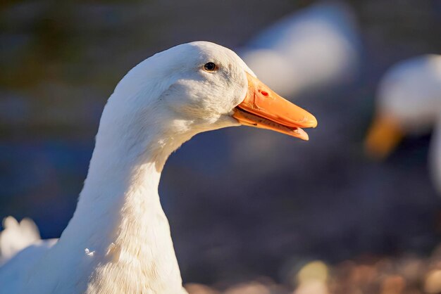 Um pato com um longo bico laranja