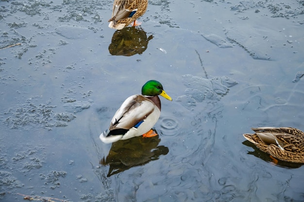 Um pato com uma cabeça verde fica em uma lagoa congelada.